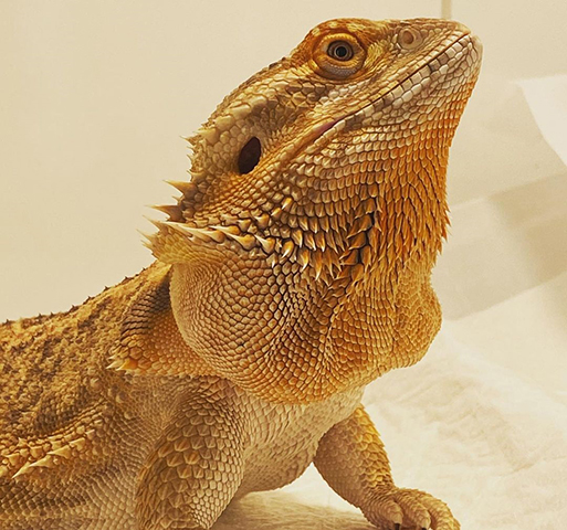 A pele também tem a capacidade de mudar ligeiramente de cor para ajudar regulação da temperatura e na camuflagem que protege contra predadores.