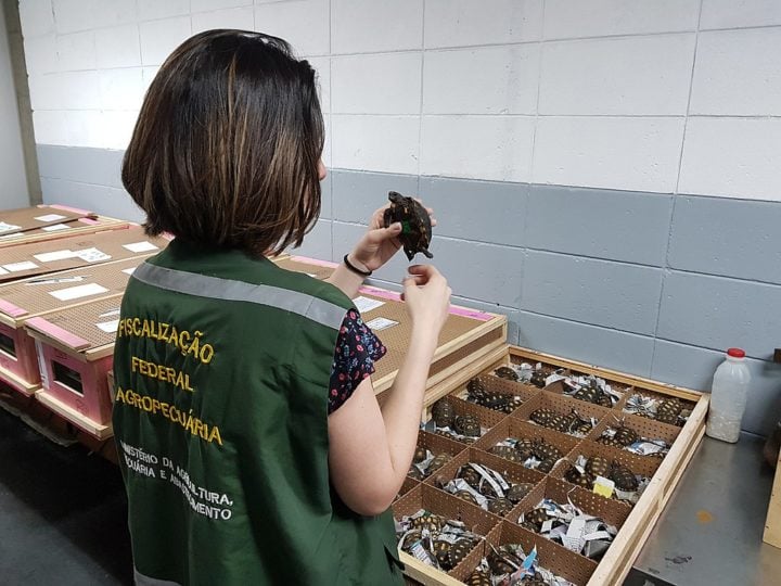 Em 2023, o volume médio de apreensões mensais foi de 2,86 toneladas, sendo 1,13 toneladas de produtos de origem animal e 1,73 toneladas de origem vegetal.