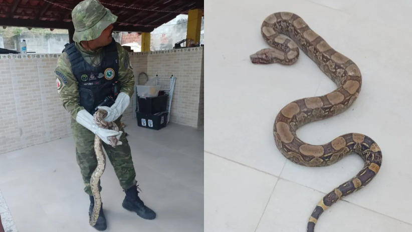 A Guarda Municipal de Maricá resgatou uma jiboia dentro de uma casa na Estrada do Retiro. O animal estava ferido e foi levado para atendimento veterinário. A prefeitura reforçou que  ninguém deve tentar capturar ou matar animais silvestres. O correto é chamar os especialistas. Guardas treinados para o manuseio de animais fizeram o resgate. 