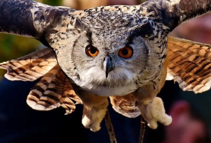 Elas também têm um voo bastante silencioso devido à estrutura especial de suas penas, o que as torna predadores eficientes.