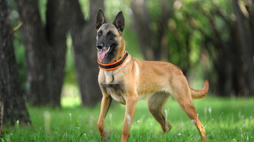 Inteligente e sempre alerta, o pastor belga malinois tem uma natureza protetora e determinada (Imagem: Victoria Antonova | Shutterstock)