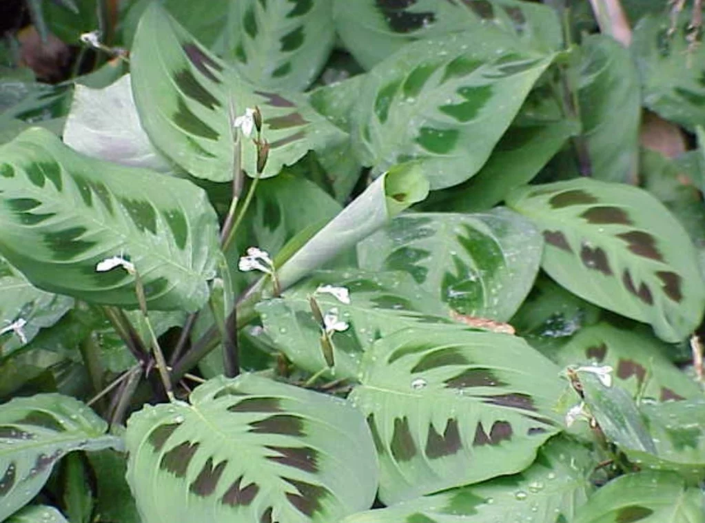 A Maranta (Maranta leuconeura), com suas folhas coloridas e padrões geométricos, é uma planta que chama a atenção pela beleza e delicadeza. Nativa do Brasil, a Maranta é muito cultivada como planta de interior, sendo popular por sua capacidade de prosperar em ambientes sombreados e úmidos.
