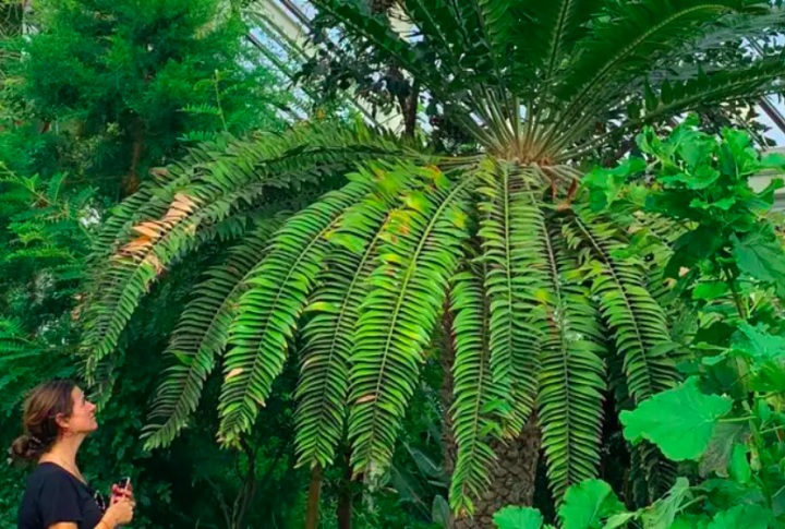 A história da E. woodii me inspirou muito; parece um daqueles contos clássicos de amor não correspondido, afirmou Laura Ciniti, pesquisadora da Universidade de Southampton.