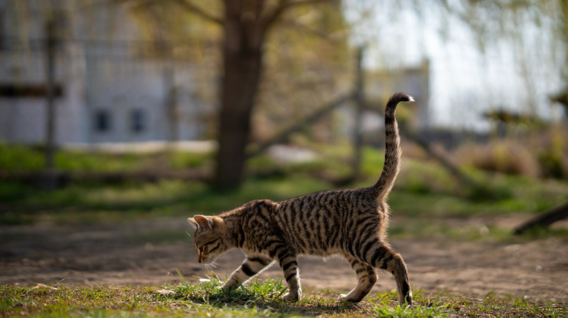 Entenda o que os gatos comunicam pelo movimento do rabo
