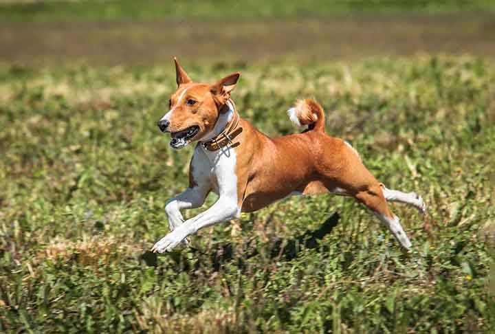 A principal característica do basenji é que ele não late, mas emite grunhidos peculiares que se assemelham ao uivo.