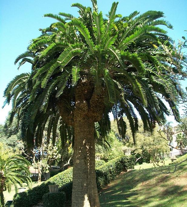 Hoje, todos os Encephalartos woodii que existem são clones desse único espécime macho coletado em 1895. 