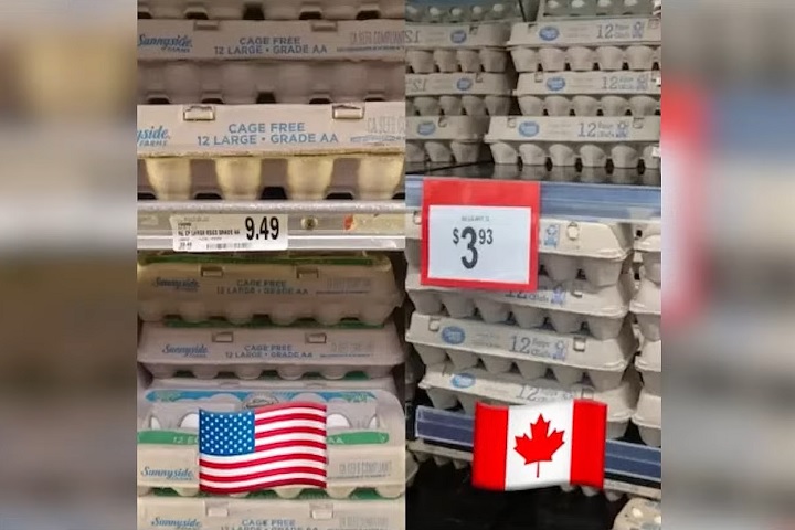 Nos estabelecimentos norte-americanos, uma dúzia de ovos está custando em média US$ 7,09 (cerca de R$ 41,19). Na Califórnia, chegou a US$ 9,11 (R$ 52,92)!