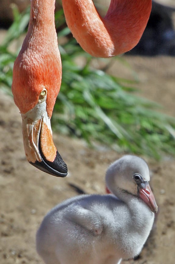Flamingo-americano (Phoenicopterus ruber): Tem bico grande, curvado e adaptado para filtrar pequenos organismos da água. Nativo das Américas, vive em lagoas salinas e manguezais do Caribe, América Central e América do Sul. Os filhotes nascem com bico reto e cinza, que facilita a alimentação com o leite do papo dos pais; os adultos desenvolvem bico curvado e forte para filtrar algas e crustáceos.