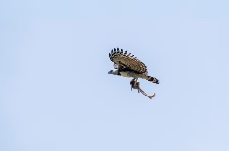 No dia 21/10/2024, o biólogo e fotógrafo Gabriel Oliveira de Freitas fez um registro impressionante no Pantanal. Uma harpia, a maior águia do mundo, voando com um macaco bugio em suas garras. 
