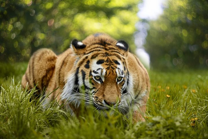 Caçadores solitários e territoriais, os tigres-siberianos são exímios caçadores de emboscada. Eles se alimentam principalmente de grandes herbívoros como cervos, alces e javalis, mas também caçam animais menores quando necessário.