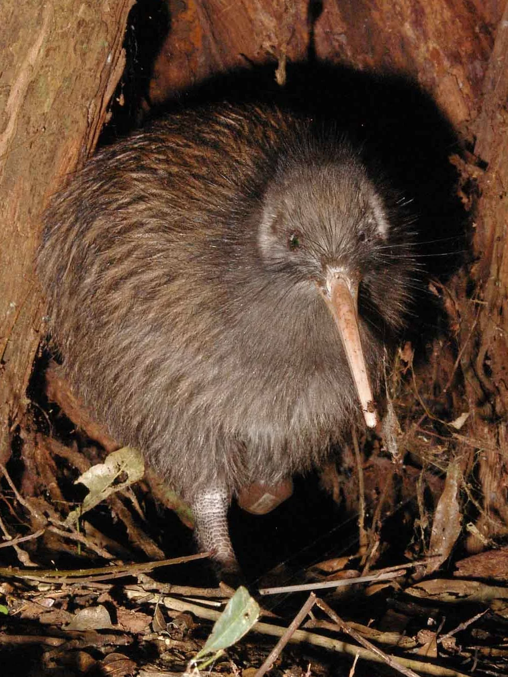 Kiwi (Apteryx spp.) – Seu bico longo, fino e com narinas na ponta é ideal para farejar insetos e vermes no solo. É encontrado em florestas e áreas úmidas da Nova Zelândia.