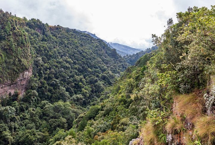 O projeto explora milhares de hectares de floresta na África do Sul, o único lugar onde a Encephalartos woodii (E. woodii) pode ser encontrada.






