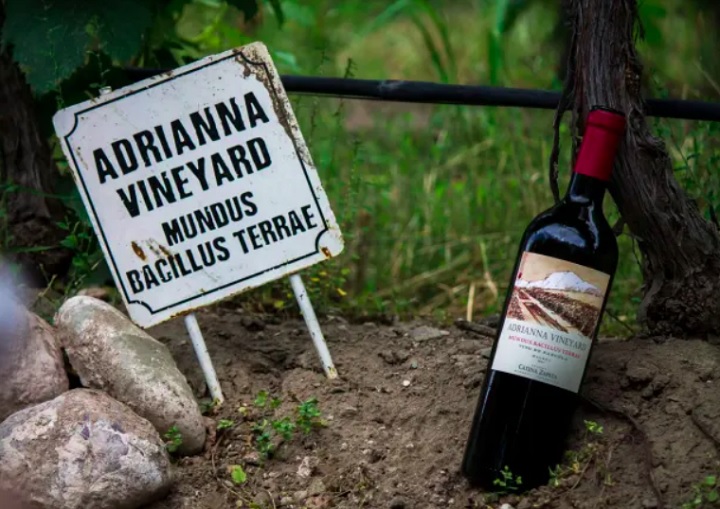 O vinho Adrianna Vineyard Mundus Bacillus Terrae 2021, da famosa vinícola Catena, é produzido em Mendoza, a aproximadamente 1.400 metros acima do nível do mar, ao norte do Vale do Gualtallary.