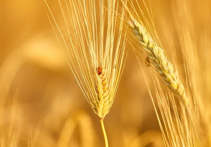 Assim, ao celebrarmos o Dia do Trigo, não apenas homenageamos o cereal, mas também os agricultores que, com sua dedicação e trabalho árduo, tornam possível que esse grão chegue à mesa de milhões de pessoas em todo o mundo.