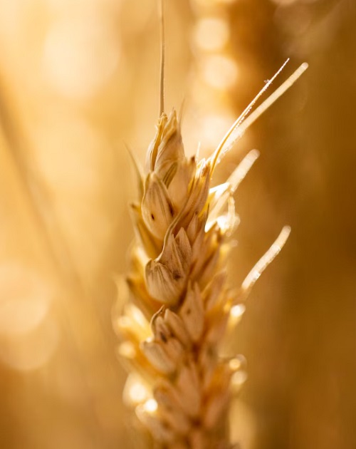 As principais regiões produtoras de trigo no Brasil são o Rio Grande do Sul e o Paraná, estados que se destacam em termos de área cultivada e volume de produção.