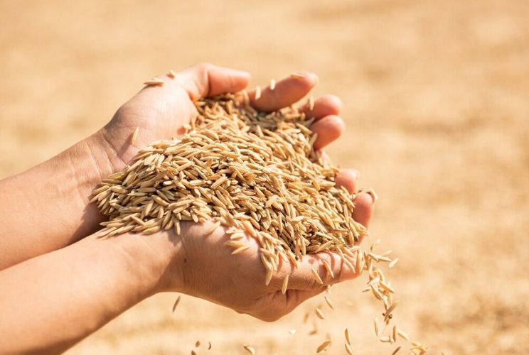 A história do trigo remonta a cerca de 10.000 anos, na região do Crescente Fértil (região dos atuais estados da Palestina, Israel, Jordânia, Kuwait, Líbano e Chipre), no Oriente Médio, onde se originou e foi domesticado.