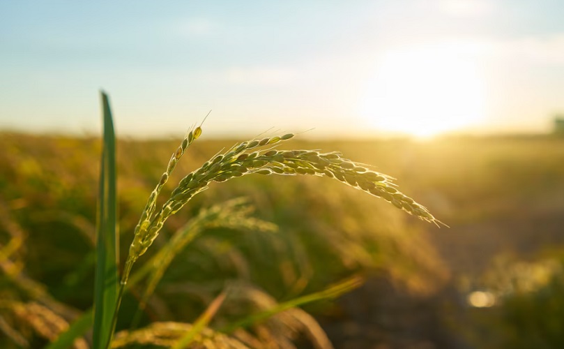 Embora o Brasil tenha avançado na produção de trigo, ainda há desafios a serem superados. O clima e as condições do solo são fatores determinantes para o sucesso da lavoura, o que torna a produção suscetível às variações climáticas.