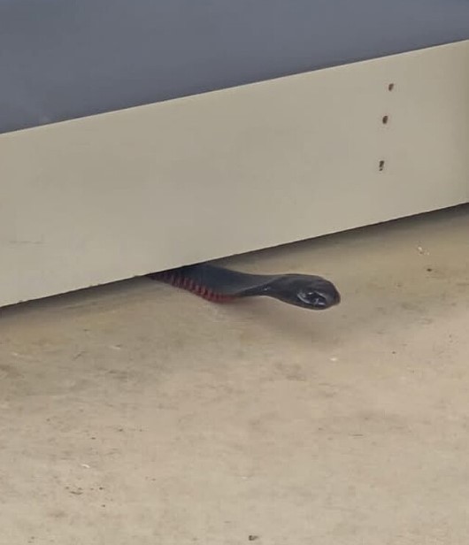 Essa espécie de cobra é venenosa e tem habilidades próprias de se esconder espremida em lugares apertados. Ao se aproximar, Duckitt viu o réptil se achatar em um nível inusitado para se refugiar em um vão pequenino no rodapé da casa em construção. Eu queria mostrar o quão pequena era a brecha em que elas conseguem se espremer. Muitas vezes, ninguém acredita quando explico que elas podem fazer isso, declarou Jennifer ao site “The Dodo”. Após muita luta, ela conseguiu capturar a cobra e removê-l