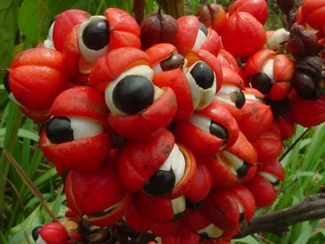 Os frutos do guaraná crescem em cachos e têm uma casca vermelha que se abre quando maduros, revelando a semente preta, que possui a forma característica de um olho humano, o que alimentou diversas lendas indígenas sobre a sua origem.