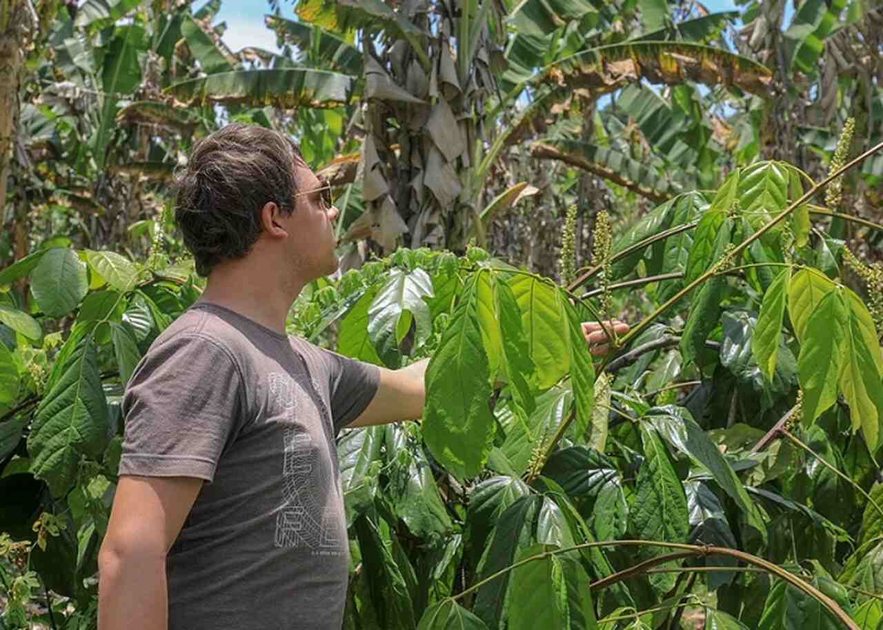 O guaraná é cultivado principalmente por pequenos agricultores, sendo uma atividade importante da agricultura familiar, e sua produção sustenta muitas famílias na região.