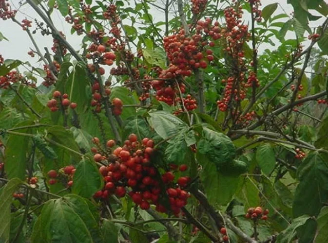 É exportado como refrigerante ou suplemento para Argentina e Chile. Também ganhou adesão em bebidas energéticas e itens dietéticos nos EUA. E é vendido na Alemanha, França, Reino Unido e Portugal como ingrediente em refrigerantes, produtos energéticos e  naturais.