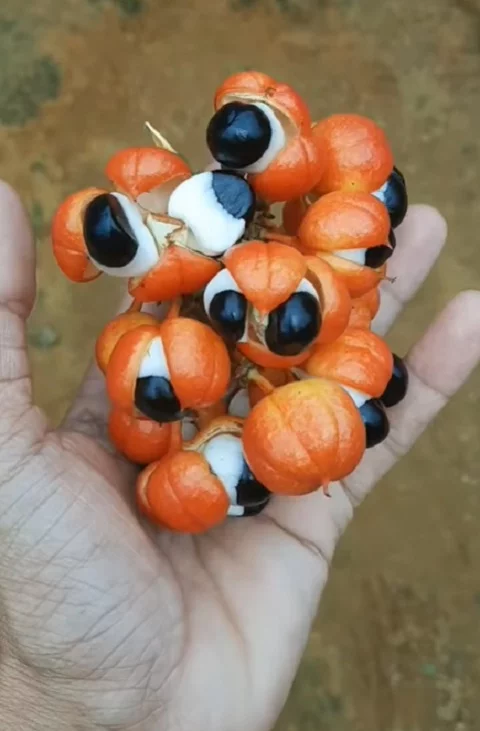 Uma das frutas típicas mais famosas do Brasil, o guaraná, que vem da Amazônia, se tornou popular nào só no país mas também em várias partes do mundo. Veja a história e o uso desta semente, um dos principais ícones brasileiros.