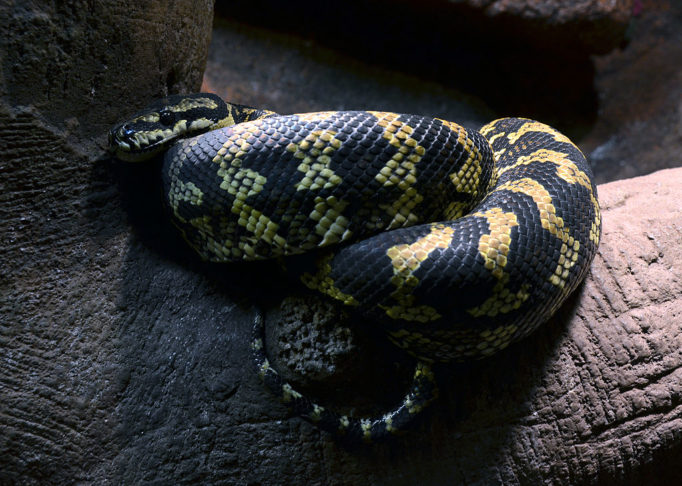 Píton-carpete: Nem todas as cobras australianas são venenosas, e a píton-carpete é uma das mais populares desse tipo. É conhecida por seus padrões de escama, que lembram um tapete persa.