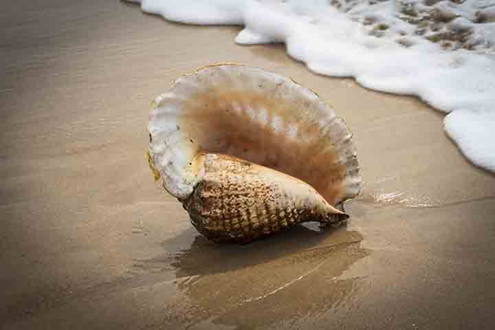 É justamente esse o composto que dá forma ao esqueleto de muitas espécies marinhas. Ou seja, elas são um recurso importante e devem ser encaradas dessa forma.