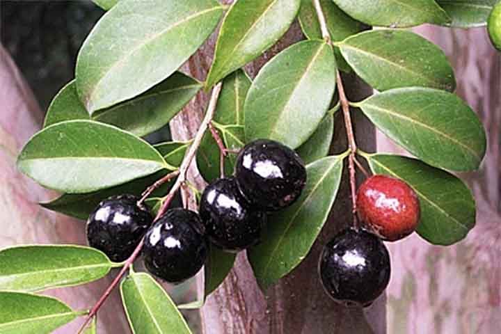 Seus antioxidantes também contribuem para a proteção das artérias, reduzindo o risco de doenças cardíacas e ajudando na manutenção de uma boa circulação sanguínea. 