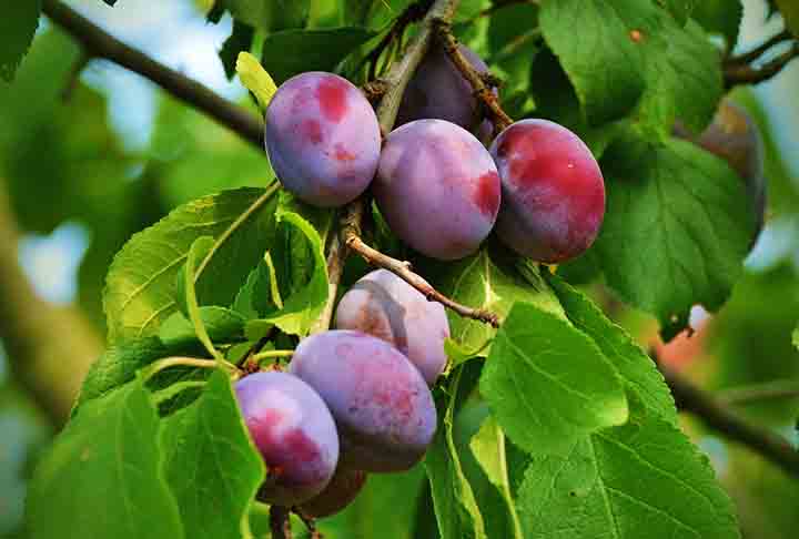 Ela pode ser consumida fresca, seca ou em calda, e é rica em vitaminas, minerais e compostos bioativos que a tornam uma excelente opção para manter o corpo saudável. Sabia disso? Então fique com o Flipar para saber mais sobre esta deliciosa fruta.