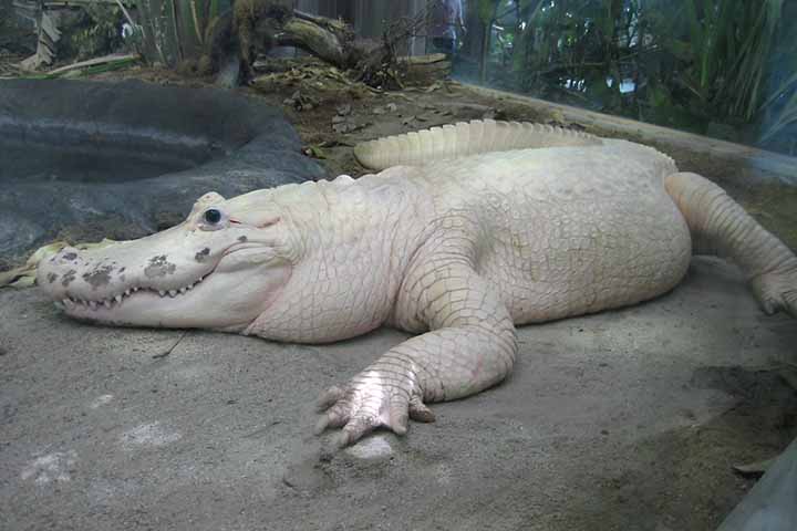 Os jacarés mais raros do mundo são os leucísticos, com pele branca e olhos azuis. Essa  variação genética se chama leucismo e faz com que a produção de melanina seja deficiente, o que se traduz na pele translúcida.  