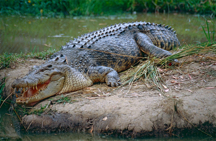 Conhecidos como salties (salgados) pelos locais, esses crocodilos estavam quase extintos há 50 anos devido à caça intensiva para comércio de peles.