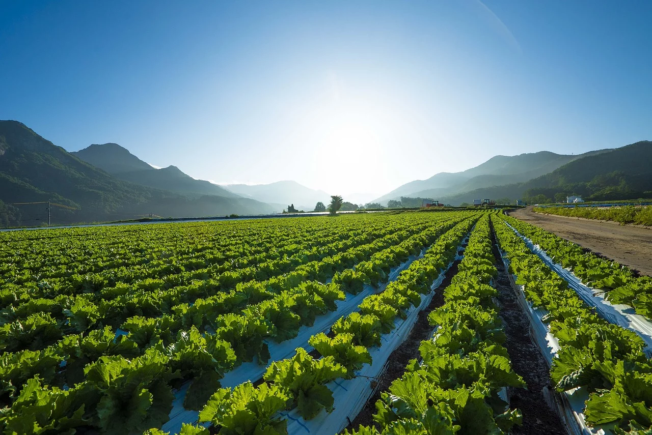 As fibras alimentares presentes nas folhas de alface são responsáveis por prevenir a constipação intestinal. Elas ajudam a melhorar o trânsito intestinal, com a pectina, que é solúvel, forma um gel em contato com a água e permite que o intestino funcione melhor.