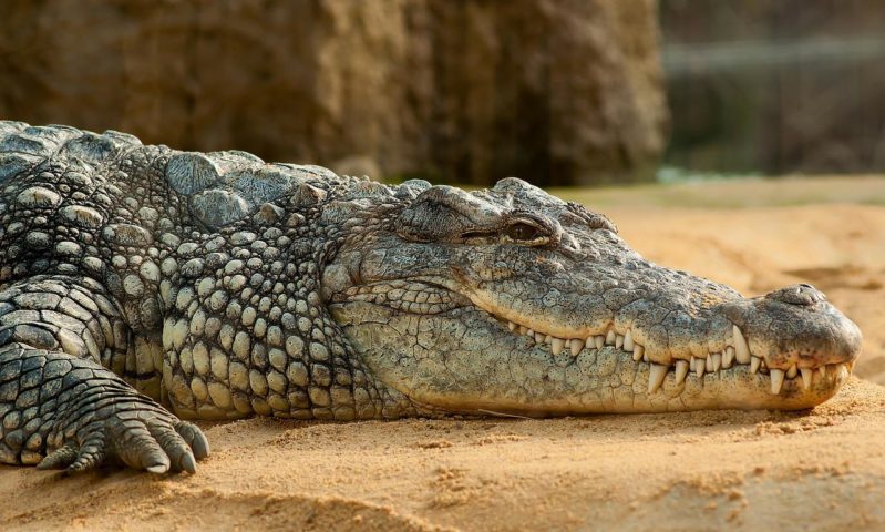 Uma região da Austrália que é conhecida como Território do Norte  abriga cerca de 100 mil crocodilos de água salgada, a maior população mundial desses animais. 