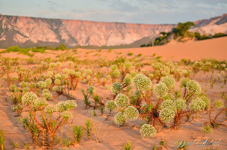 Jalapão está localizado na região de transição entre o Cerrado e a Caatinga. Assim, a predominância é de vegetação rasteira parecida com a savana
