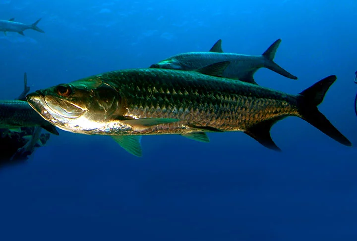 É possível obter benefícios para a saúde por meio do consumo equilibrado de várias espécies de peixes, tanto de água doce quanto de água salgada.