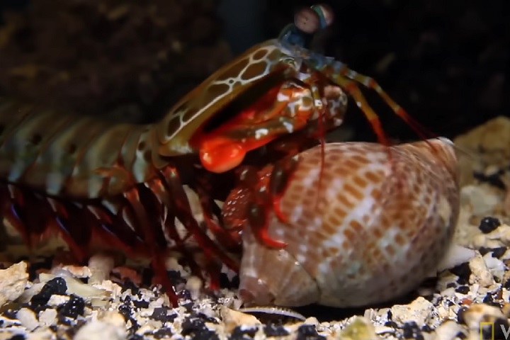 Ela é um predador voraz e se alimenta de moluscos, caranguejos, peixes e outros crustáceos.