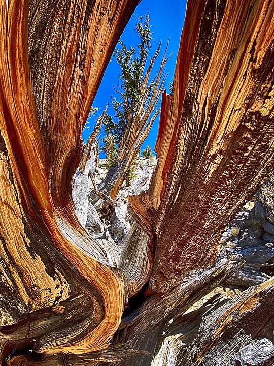 Matusalém (nome do personagem bíblico que viveu mais tempo...) fica na Grande Bacia do Nevada, a 3 mil metros de altitude, na região rochosa Snake Range. Seus galhos retorcidos reduzem o risco de quebra e as raízes cuidam da nutrição. Árvore densa, resiste a pragas. E, curiosamente, parte pode morrer e a árvore sobrevive com o que resta. 