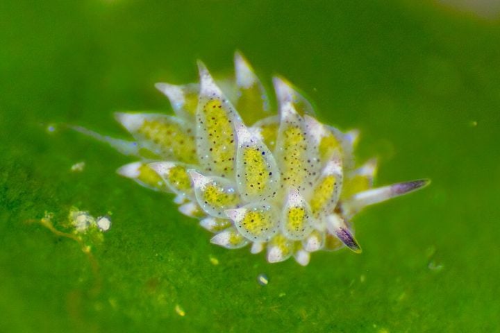 Apesar de não estarem em risco crítico, as “ovelhas-folha” enfrentam ameaças como perda de habitat devido à pesca ilegal, mudanças climáticas que alteram as condições oceânicas, e poluição por plásticos. 