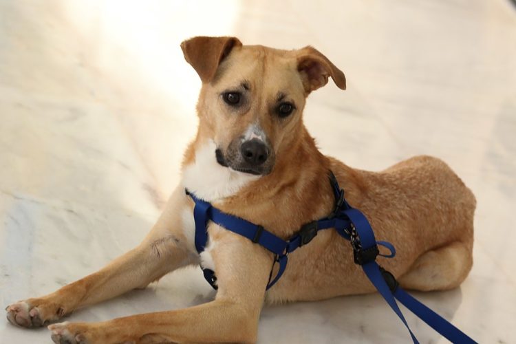 A Lei é válida para quaisquer animais silvestres, domésticos, nativos ou exóticos, de pequeno, médio ou grande porte. 