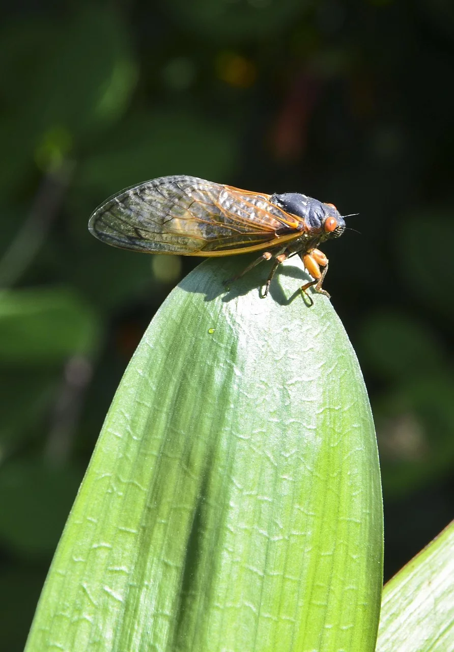Esse inseto é popular em diversas culturas e frequentemente associado ao verão e ao calor. As cigarras têm um ciclo de vida peculiar e desempenham um papel importante nos ecossistemas.
