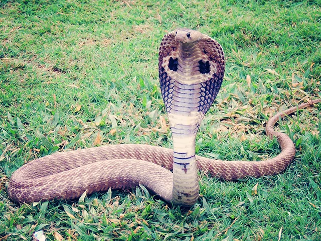 Cobra-real - Diferentemente de algumas cobras que podem ser vistas juntas, a cobra-real prefere viver isolada, caçando outras serpentes e evitando ao máximo interações.

