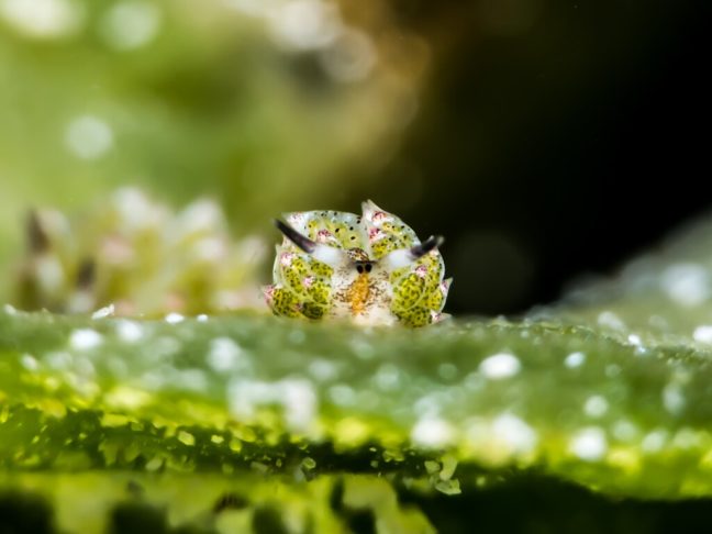 Com aparência peculiar, a “ovelha-folha” tem olhinhos redondos no meio do rosto, rinóforos (órgãos sensoriais semelhantes a orelhas) e ceratas nas costas, onde armazenam energia solar.