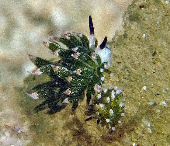 Esse processo, chamado cleptoplastia, permite que as lesmas armazenem energia solar em suas ceratas (estruturas semelhantes a brânquias) por até 10 dias, funcionando como pequenos painéis solares.