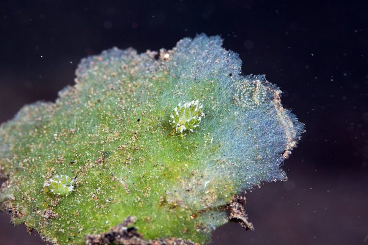 As “ovelhas-folha” realizam fotossíntese de forma indireta, graças a uma relação simbiótica com as algas Avrainvillea.