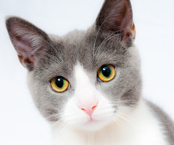 Depois do sucesso com os cãezinhos, a Holanda implem4nta agora as mesmas políticas com os gatos.