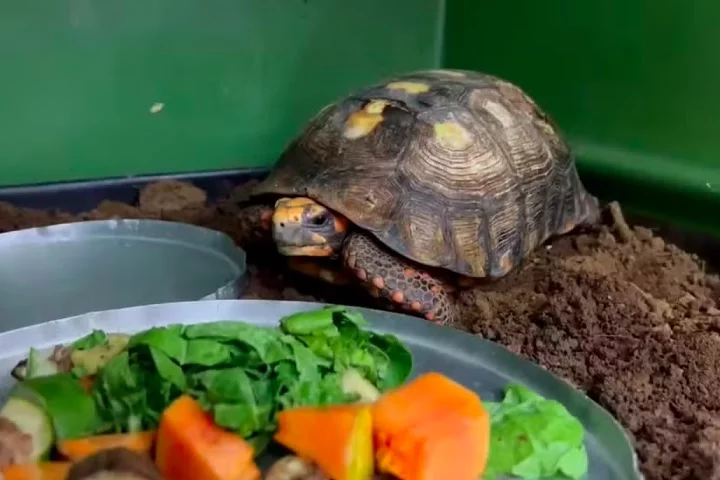 Depois de ser resgatado debaixo de uma casa em Itacajá, no Tocantins, um jabuti-piranga precisará permanecer em quarentena no Centro de Fauna (Cefau), vinculado ao Instituto Natureza do Tocantins (Naturatins).