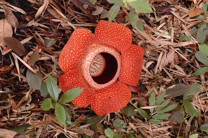 Flor-Monstro - É uma das maiores flores do mundo. Nativa das ilhas de Sumatra e Bornéu, na Indonésia. Pode ter 106 cm de diâmetro e pesar até 11 kg. 