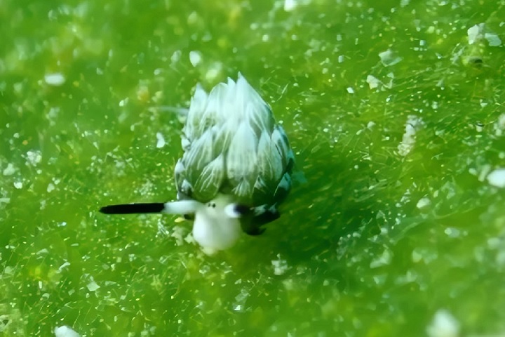 Por serem bem frágeis e sem casca, elas acabam se tornando mais vulneráveis segundo especialistas ouvidos pela BBC. Saiba mais sobre as lesmas!