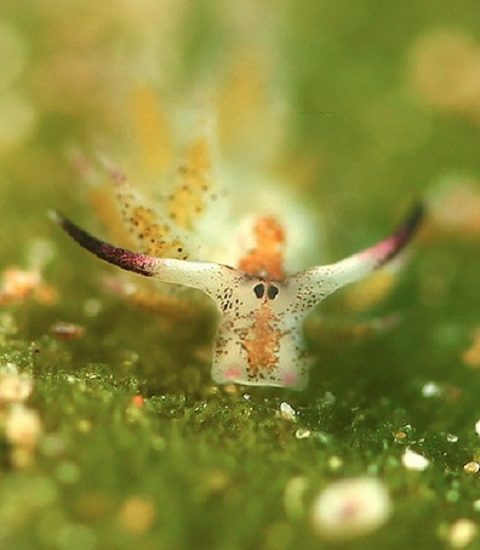 Outra curiosidade é que essas lesmas são hermafroditas — ou seja, possuem órgãos reprodutores masculinos e femininos — e podem gerar até 4 mil filhotes por reprodução!